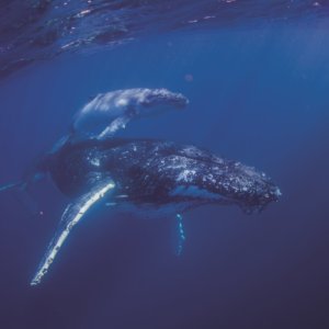 whale mum and calf up close